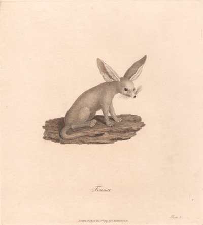 Fennek von James Heath