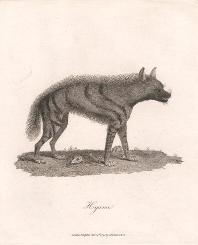 Hyäne von James Heath