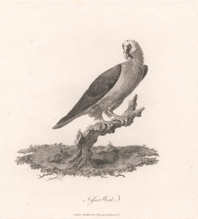 Nisser Werk von James Heath