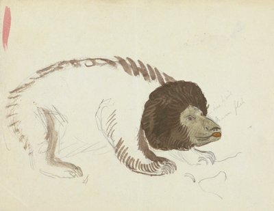 Ein Bär von James Sowerby