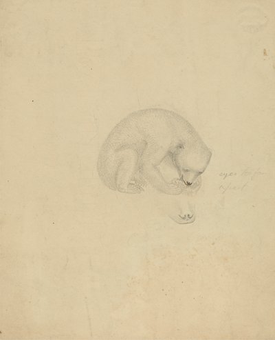 Ein Bär von James Sowerby