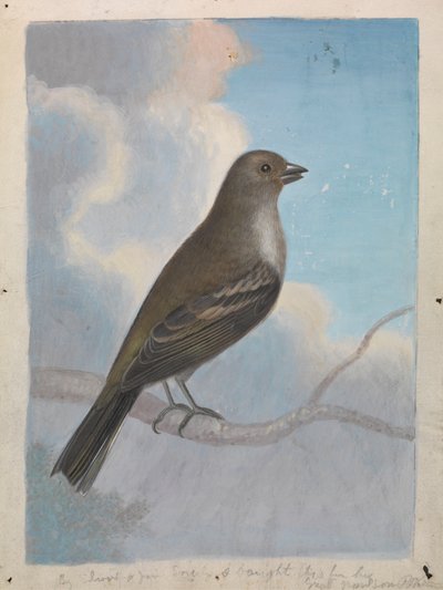 Ein Vogel von James Sowerby