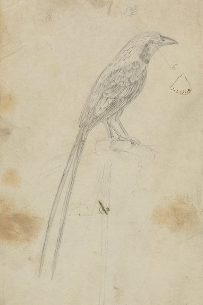 Ein Vogel von James Sowerby