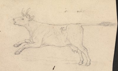 Eine Kuh von James Sowerby