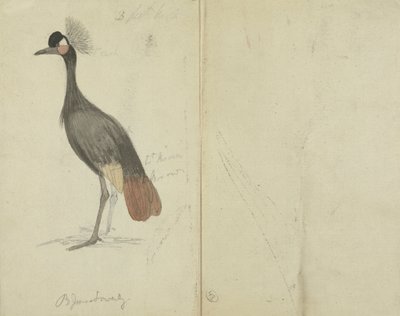 Ein Kranich von James Sowerby