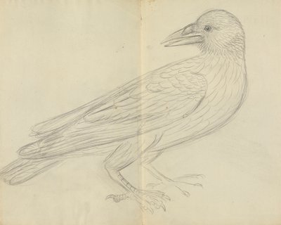 Eine Krähe von James Sowerby