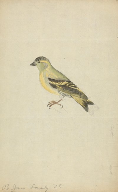 Ein Fink (Erlenzeisig?) von James Sowerby