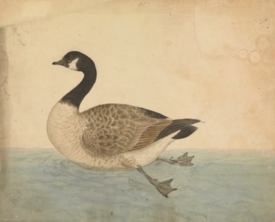 Eine Gans von James Sowerby