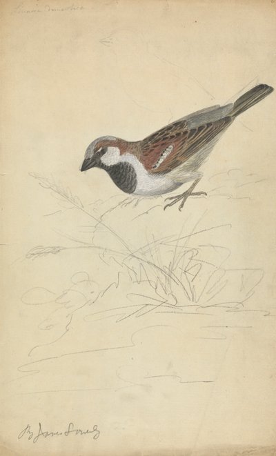 Ein Haussperling von James Sowerby