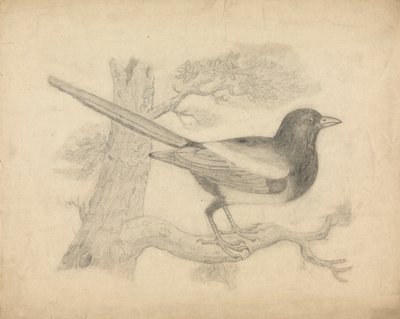 Eine Elster in einem Baum von James Sowerby