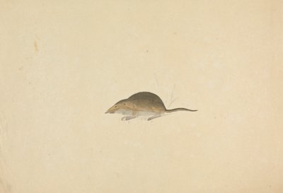 Eine Spitzmaus von James Sowerby