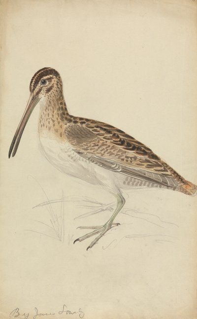 Eine Schnepfe von James Sowerby