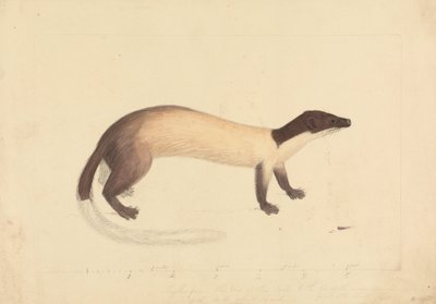 Ein Wiesel von James Sowerby