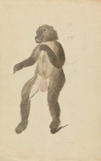Ein Mandrill von James Sowerby