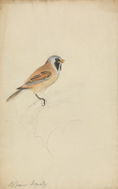 Bartmeise von James Sowerby
