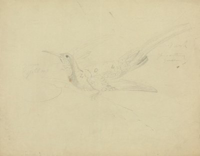 Paradiesvogel von James Sowerby