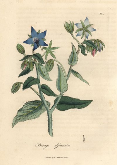 Blau blühende Borretsch, Borago officinalis von James Sowerby