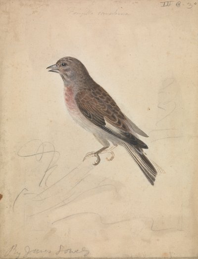 Hänfling von James Sowerby
