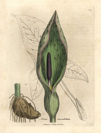 Gefleckter Aronstab, Arum maculatum von James Sowerby