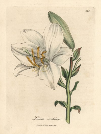 Weiße Lilie, Lilium candidum von James Sowerby