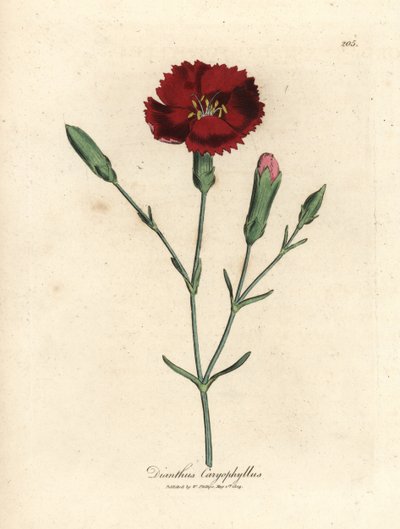 Purpurrote Nelke, Dianthus caryophyllus von James Sowerby