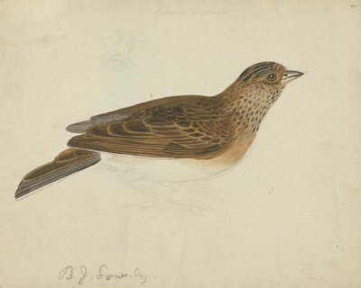 Eurasische Feldlerche von James Sowerby