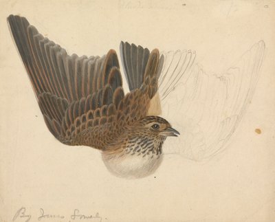 Eurasische Feldlerche von James Sowerby