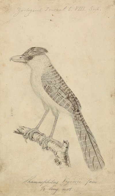 Riesenameisenwürger von James Sowerby