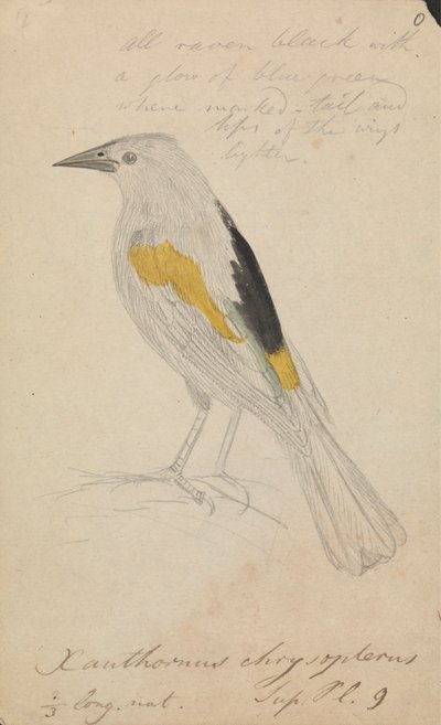 Goldflügeliger Kakadu von James Sowerby