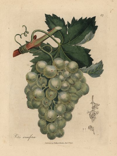 Grüne Trauben, Rebe und Blätter, Vitis vinifera von James Sowerby