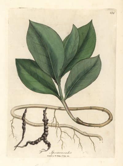 Ipecacuanha von James Sowerby