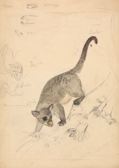 Kinkajou von James Sowerby