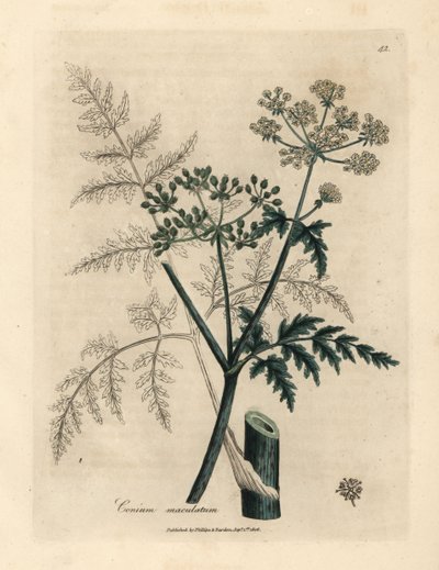 Blätter und Blüten des Schierlings, Conium maculatum von James Sowerby