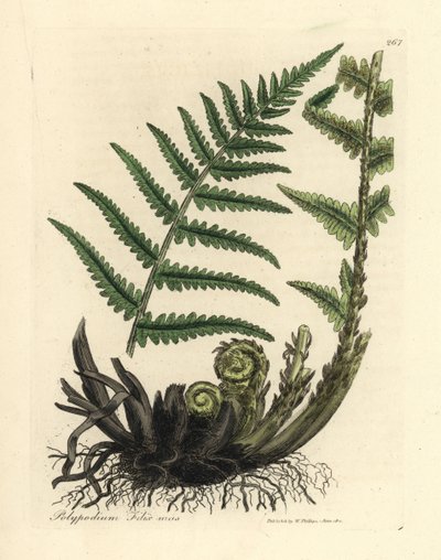 Männlicher Tüpfelfarn, Polypodium filix mas von James Sowerby