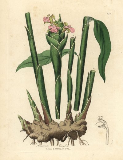 Schmalblättriger Ingwer, Zingiber officinale von James Sowerby