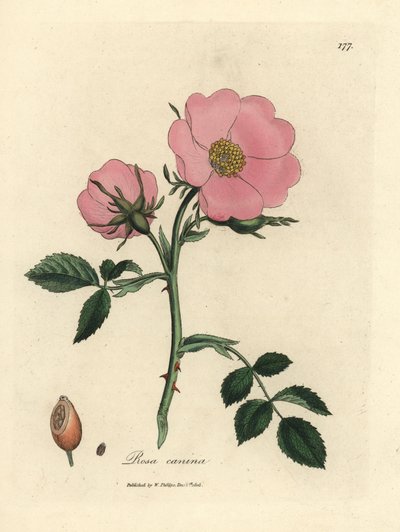 Rosa Hundsrose mit Hagebutte, Rosa canina von James Sowerby