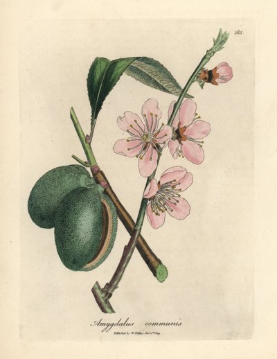 Rosa blühender Mandelbaum, Amygdalus communis von James Sowerby