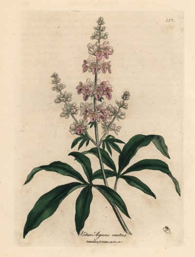 Rosa blühender Keuschbaum, Vitex agnus castus von James Sowerby