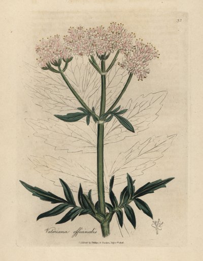 Rosa blühender Baldrian, Valeriana officinalis von James Sowerby