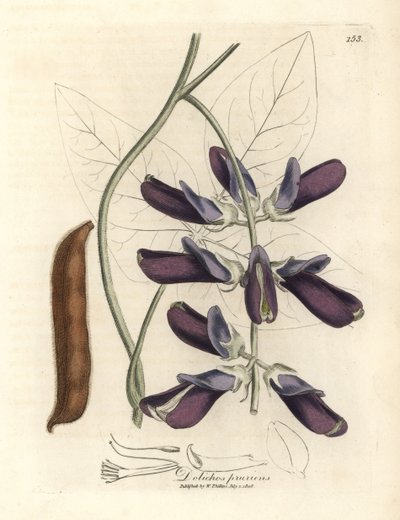 Purpurblühende Kuhbohne, Dolichos pruriens von James Sowerby