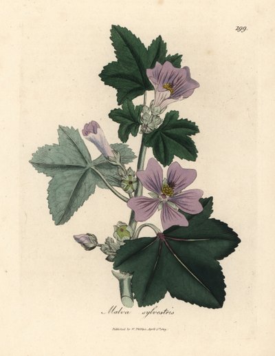 Purpurblühende Malve, Malva sylvestris von James Sowerby