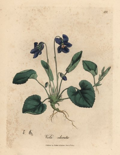 Purpurblühendes Duftveilchen, Viola odorata von James Sowerby