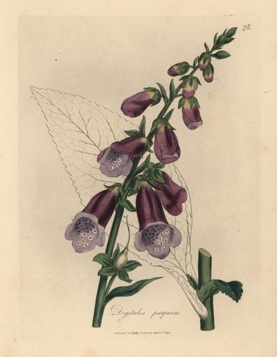 Purpur-Fingerhut, Digitalis purpurea von James Sowerby