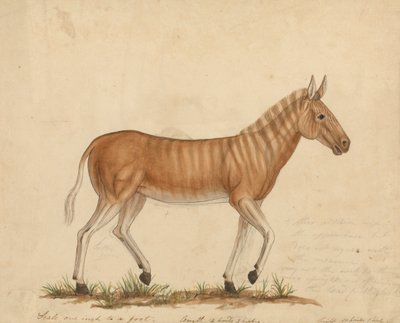 Quagga-Zebra von James Sowerby