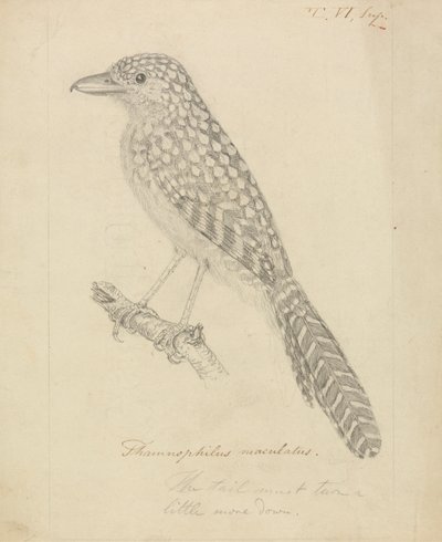Fleckenspecht-Ameisenvogel von James Sowerby
