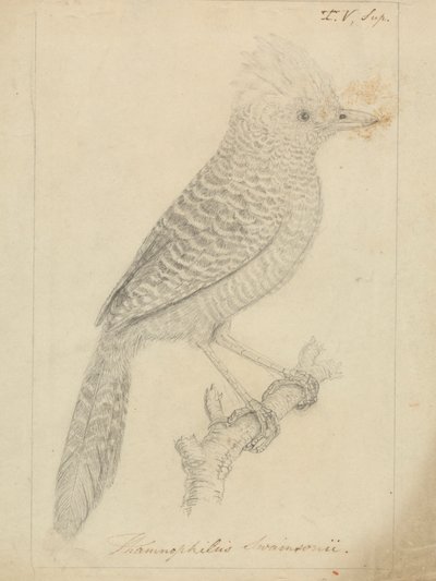 Hauben-Ameisenwürger von James Sowerby