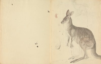 Zwei Kängurus mit Details von James Sowerby