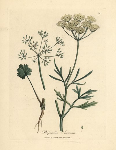 Weißblühender Anis, Pimpinella anisum von James Sowerby