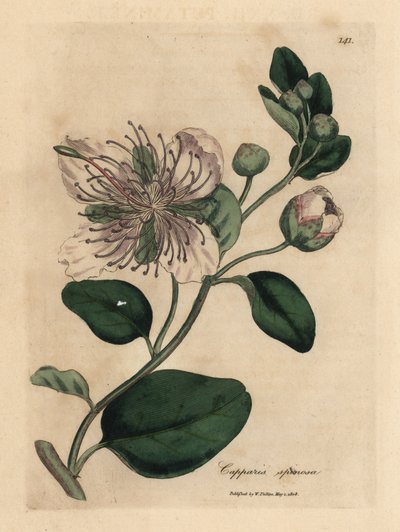 Weißblühender Kapernstrauch, Capparis spinosa von James Sowerby