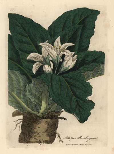 Weiß blühende Alraune, Atropa mandragora von James Sowerby